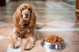 This review is only for dry dog foods. Top 10 Best Dog Food Brands In India 2021 Lookuptwice