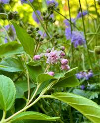 Image result for Deutzia hybrida Pink Pompon