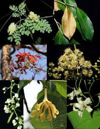 Image result for Sopubia conferta