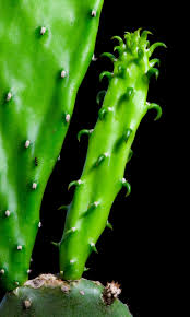 Christmas cactus cuttings are easy to root in water. Cactus Propagation Via Offsets Removing And Growing Cactus Pups