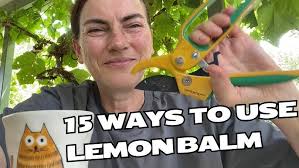 FIFTEEN ways to use LEMON BALM & how to grow this useful plant