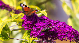 Try to include a mix that flower and fruit at different times of year as this will help support. Best Plants For Butterflies Nectar Plants For Butterflies Pyracantha Co Uk