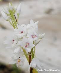 Image result for Polystachya melanantha