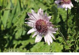 Image result for Berkheya speciosa