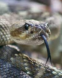 Rattlesnake Encounter While Hiking Important Safety Tips Rattlesnake Snake Animals