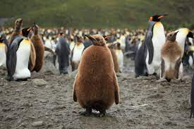 Fortunately, only few king penguins get caught in fishing nets and their prey is not widely exploited by commercial fisheries at present. King Penguins Pictures And Facts