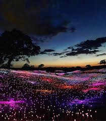 Sunset California On Instagram Wow 15 Acres Of Hills Covered In Glowing Lights Bruce Munro Field Of Lig Fantasy Landscape Beautiful Nature World Of Color