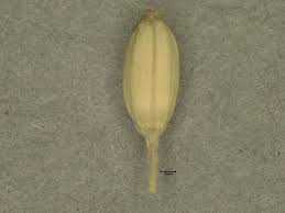 Image result for Urochloa umbellata