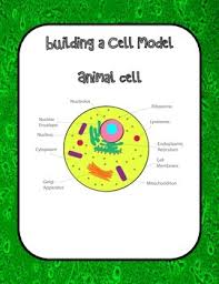 We did not find results for: Animal Cell Model Worksheets Teaching Resources Tpt