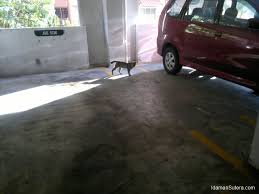 Kasturi idaman condominium (212 contacts) jalan pekaka 8/6. Cats Rule Idaman Sutera Condominium Idaman Sutera Condo
