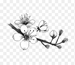 Check spelling or type a new query. Blumen Zeichnen Byuncamis Graue Rosenillustration Png Pngegg