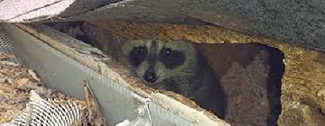 Because of their size and weight, the you might also hear what sounds like something walking across the roof; 4 Crucial Steps To Get Raccoons Out Of Your Attic