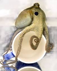 Inner acetabulumthe inner acetabulum muscle forms the wall of the sucker. Scientists Show How Octopuses Can Touch Things By Touching Them