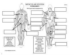 Explain why and how the rotator cuff is adaptive to being human (or a primate), and draw a biomechanical force diagram for the flexor carpi radialis muscle. Muscular System Part Iii Label The Muscles Diagram Quizlet
