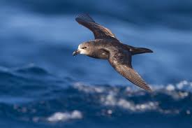 Bird Of Prey That Feeds On Fish Crossword Clue Grey Faced Petrel Wikipedia