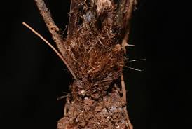 Image result for Adiantum soboliferum