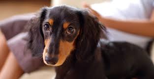 Maybe you would like to learn more about one of these? How To Groom A Long Haired Dachshund 2021 My Pets Guide