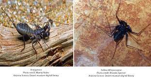 Also known as sun scorpions, or wind spiders, they are not you don't see a thing at normal speed. he says the discovery helps reveal how arachnids have evolved different strategies to solve the same problem of. Vinegaroons And Sun Spiders Arizona Daily Independent