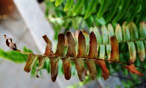 They are great and will grow in areas where other plants cannot. Boston Fern Problems Reasons For Boston Fern Fronds Turning Black