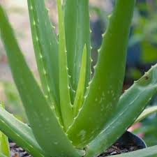 Aloe vera (/ˈæloʊiː/ or /ˈæloʊ/) is a succulent plant species of the genus aloe. Aloe Vera Succulent Australian Plants Online