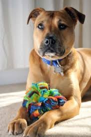 Pitbull Toys Know Which Ones Are The Absolute Best Pitbull Toys Pitbulls Puppy Time
