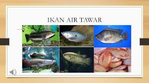 Ikan air tawar malaysia adalah satu forum yang ditubuhkan untuk kita. Jenis Jenis Ikan Di Malaysia