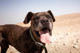 Swelling in the neck and/or face of the dog could indicate an allergy if accompanied by watery dogs have an immune system just like people, and the swollen glands in his neck (lymph nodes) may. What Causes Swollen Lymph Nodes In Dogs Canna Pet
