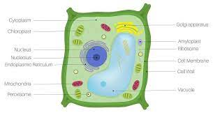 Cell wall animal or plant cell. Plant Cell The Definitive Guide Biology Dictionary