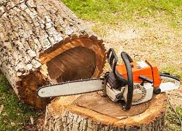 Fäll einen baum mit einer handsäge. Service Politik Und Wirtschaft Nachrichten Nicht Vergessen Seit 1 Januar Mussen Baumfallungen Bei Der Stadtverwaltung Angemeldet Werden Meerbusch