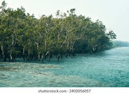 Image result for Heritiera