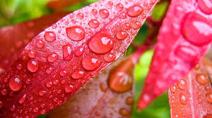 Hd wallpapers and background images in high resolution. Beautiful Rain Drops Wallpapers With Quotes Wallpaper Cave