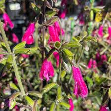 Image result for Satyrium buchananii