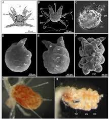 Image result for Pycnosphaera