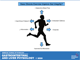 Exercise And Intestinal Permeability Another Form Of Exercise Induced Hormesis American Journal Of Physiology Gastrointestinal And Liver Physiology