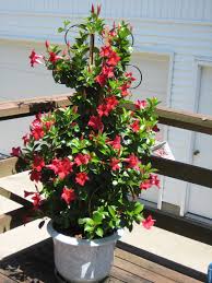 Garden insect pests of the mandevilla vine Best Fertilizer Mandevilla Cromalinsupport