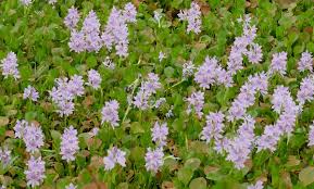 Pemisahan rumpun rekomendasi dataran dan kondisi tempat tumbuh. Eceng Gondok Wikipedia Bahasa Indonesia Ensiklopedia Bebas