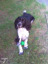 Image result for anglický špringršpaněl