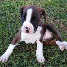 Beautiful Boxer Puppies Home Facebook