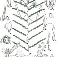 Image result for Chamaeclitandra