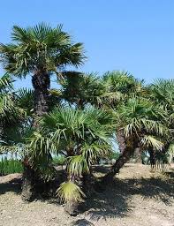 C'est un palmier à tronc unique. Palmier De Chine Trachycarpus Fortunei Arbuste A Cultiver 155 Cm Jardin Pot Arbuste Arbustes A Fleurs Petites Fleurs Jaunes