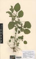 Image result for Acalypha lanceolata