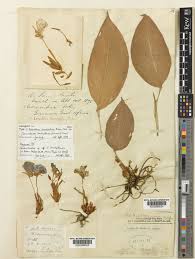 Image result for Siphonochilus rhodesicus