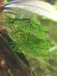 Image result for Didymoglossum erosum