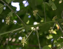 Image result for Trichilia capitata