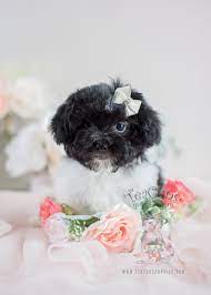 These havanese puppies are intelligent, gentle, and friendly. Havanese Puppies For Sale In South Florida Teacup Puppies Boutique