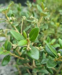 Image result for Olearia