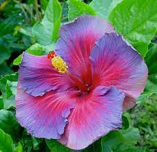 Hibiscus Flowers Drawing Flowers Tree Of Life 4vogarnaxk Hibiscus Flower Drawing Flower Seeds Hibiscus Flowers