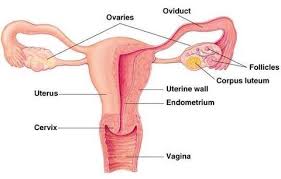 Ketika keluar cairan berat dan disertai dengan gejala lain, seperti demam, nyeri, atau bau tidak sedap, ada baiknya segera periksakan ke dokter. Mirip Dengan Menstruasi Begini Ciri Ciri Bercak Darah Awal Kehamilan