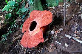 Check spelling or type a new query. Bunga Bangkai Dan Rafflesia Arnoldi Sebuah Perjumpaan Pertama Di Bengkulu Indonesian Travel Blogger