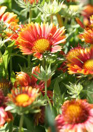If your favorite flowers have stopped blooming in the grips of summer heat, it's time to bring in some tried and true tropical flowering perennials to your container garden. Best Drought Tolerant Perennials That Add Gorgeous Color To Your Garden Better Homes Gardens